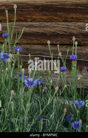 Salmon, Idaho, Log Cabin, Wildflowers Stock Photo