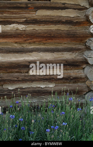 Salmon, Idaho, Log Cabin, Wildflowers Stock Photo