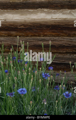 Salmon, Idaho, Log Cabin, Wildflowers Stock Photo