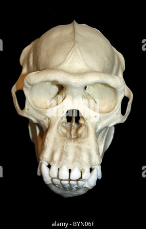 Chimpanzee Skull Cast Pan troglodytes Stock Photo