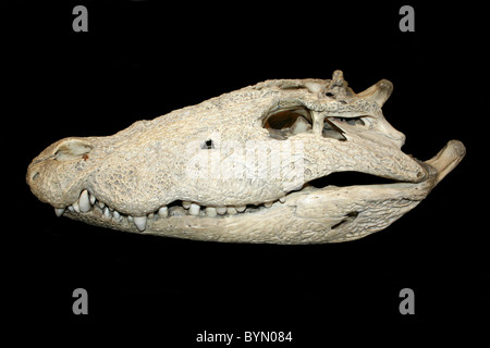 Nile Crocodile Skull Stock Photo - Alamy Nile Crocodile Skull Stock Photo - Alamy