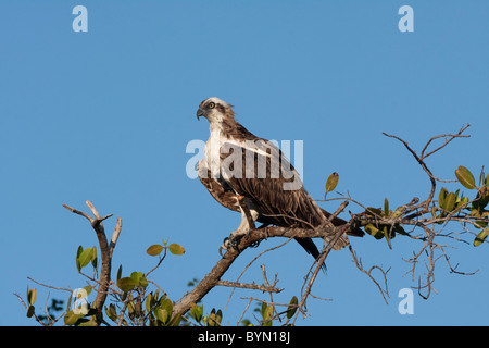 Osprey on lookout perch over water Stock Photo