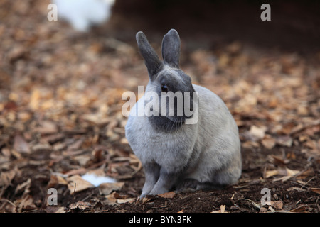 Rabbit Stock Photo