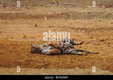 2.5-year-old male Bengal Tiger relaxing on the dry bed of a man-made waterhole in Bandhavgarh Tiger Reserve, India Stock Photo