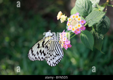 Rice Paper Butterfly on Lantana Stock Photo