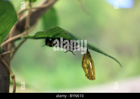 Larva Of Rice Paper Butterfly Stock Photo