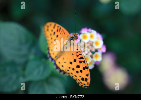 Indian Fritillary on Flowers Stock Photo