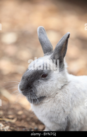 Rabbit Stock Photo