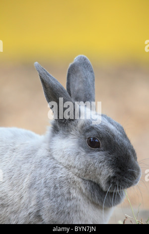 Rabbit Stock Photo