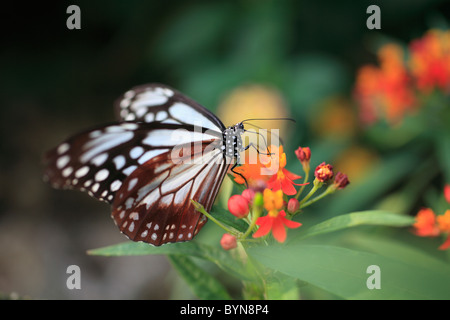 Butterfly Weed Flowers and Chestnut Tiger Stock Photo
