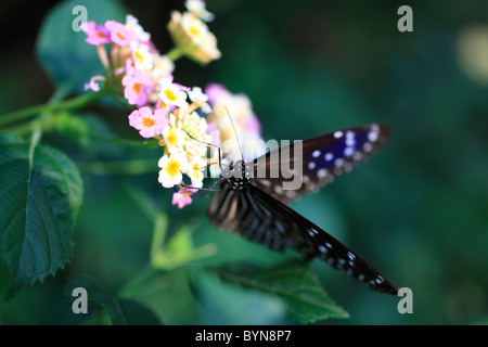 Lantana flower and Ceylon Blue Glassy Tiger Butterfly Stock Photo