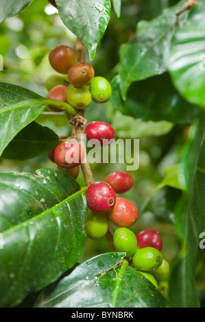 Commercially grown Coffee Beans, still on plant, in Honduras. Stock Photo