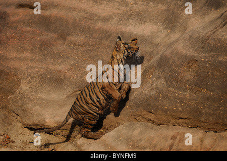 5-month-old female Bengal Tiger cub about to jump on a rock in Bandhavgarh Tiger Reserve, India Stock Photo