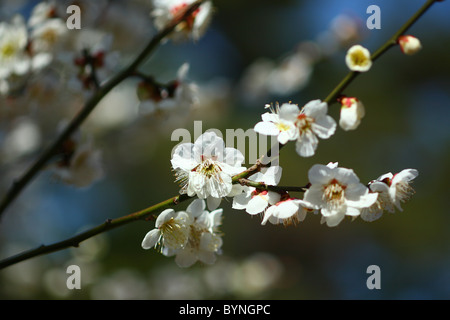 Japanese apricot blossom Stock Photo - Alamy