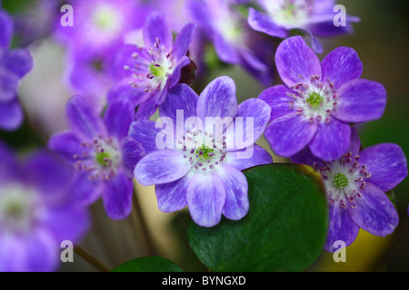 Primrose Flowers Stock Photo