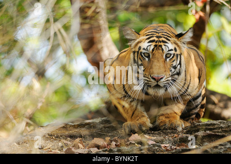 3.5-year-old female Bengal Tiger squatted taut and watching on from atop a rock at eye-level in Bandhavgarh Tiger Reserve