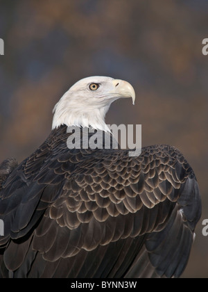 A bald eagle with his head turned to the right Stock Photo - Alamy