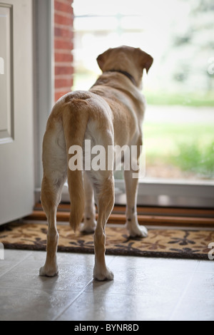 Yellow Labrador Retriever dog looking out the front door, waiting for his owner to return home Stock Photo
