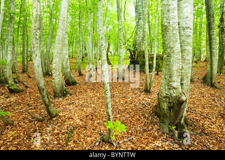 Beech Tree Forest Large Group Of Objects Stock Photo