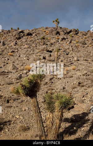 yucca plant and Storm clouds over the Mountains in Death Valley National Park, California.a. Stock Photo