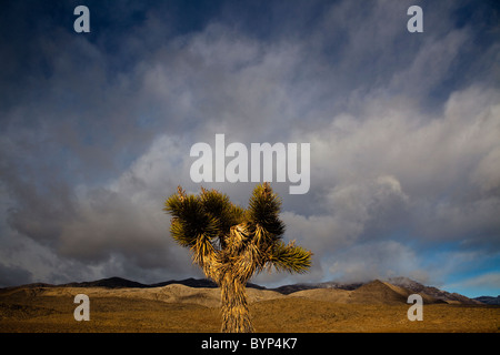 yucca plant and Storm clouds over the Mountains in Death Valley National Park, California. Stock Photo