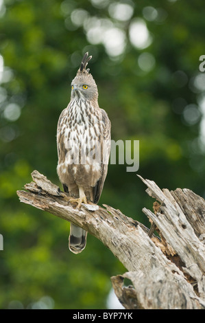 Changeable Hawk-eagle (Nisaetus cirrhatus) Yala National Park, Sri Lanka Stock Photo