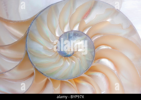 Nautilus shell.A beautiful Fibonacci Stock Photo