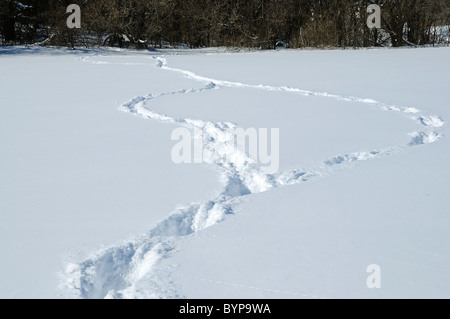 Fresh deer tracks in deep snow which show the animal had to jump through snow it was so deep. Stock Photo