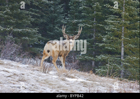 A male mule deer standing looking back. Stock Photo