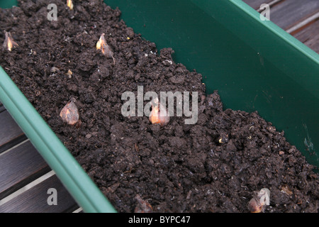 Planting Tigridia corms on a layer of compost in a plastic windowbox planter. Stock Photo