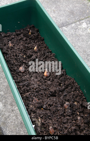 Planting Tigridia corms flower bulbs on a layer of compost in a plastic windowbox planter. Stock Photo