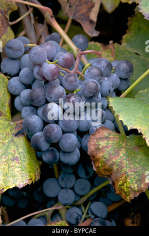 Red grapes ready for harvest Stock Photo