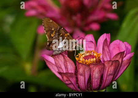Silver-spotted Skipper nectaring on pink Zinnia bloom Stock Photo