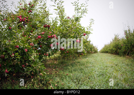 Apples hanging on trees in an orchard Stock Photo