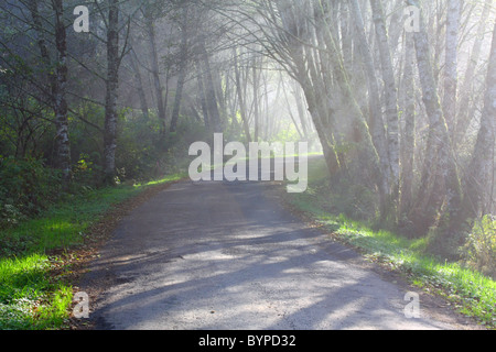 Old curved small paved road in need of repair winds through a dense foggy deciduous forest, with sunlight streaming thru trees. Stock Photo