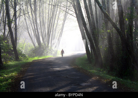 Woman walking an old curved small road that winds through a dense foggy deciduous forest, sunlight streaming through the trees. Stock Photo