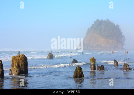 A 2000 year old earthquake caused a coastal forest floor to drop, resulting in the trees being partially buried in ocean sand. Stock Photo