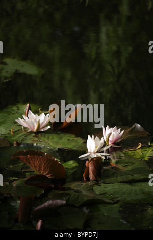 Pink waterlily flower on pond at RHS Gardens Royal Horticultural Society garden Rosemoor Great Torrington Devon UK Stock Photo