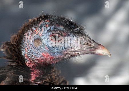 Close-up of a female Wild Turkey. Stock Photo