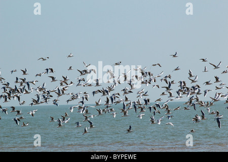 Flying Seagulls in Rann of Kutch, Gujarat,India Stock Photo
