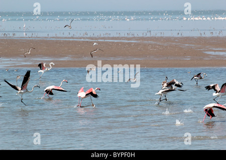 Flamingo birds in Rann of Kutch, Gujarat, India Stock Photo