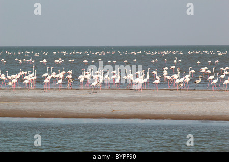 Flamingo birds in Rann of Kutch, Gujarat, India Stock Photo