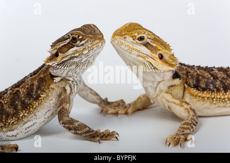 Two Bearded Dragons Pogona barbata young Stock Photo