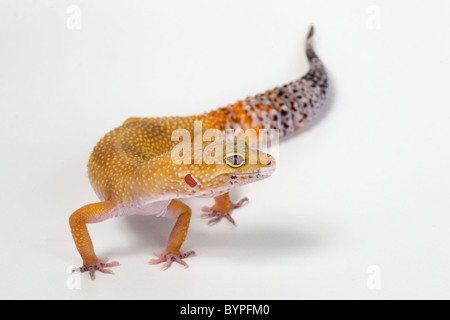 Leopard Gecko Eublepharis macularis Stock Photo