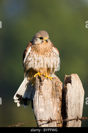 common eurasian kestrel [Falco tinnunculus] germany Stock Photo