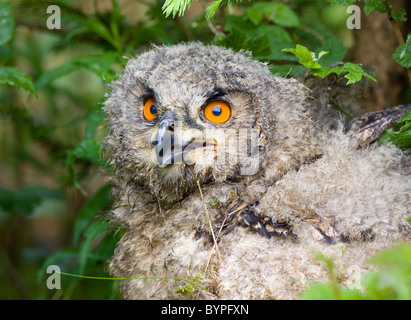 Young eurasian eagle owl Bubo bubo, germany bavarian forest Stock Photo