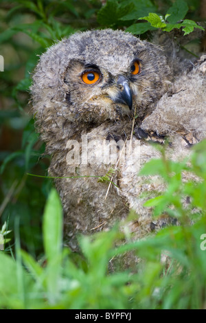 Young eurasian eagle owl Bubo bubo, germany bavarian forest Stock Photo