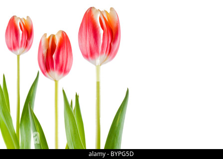 Three tulips over white background - isolated Stock Photo