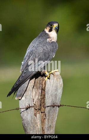 Wanderfalke (Falco peregrinus) sitzt auf einem Zaunpfahl, Vulkaneifel, Rheinland-Pfalz, Deutschland, Europa Stock Photo