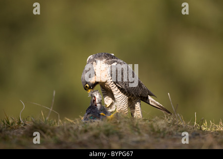 Wanderfalke (Falco peregrinus) rupft Taube Stock Photo